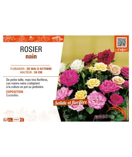 ROSIER NAIN