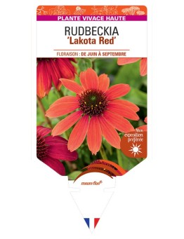 ECHINACEA purpurea Lakota Red voir Rudbeckia