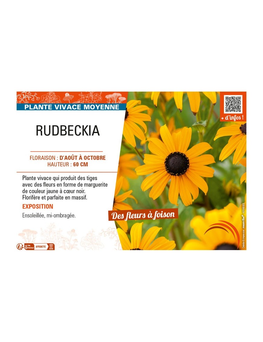RUDBECKIA