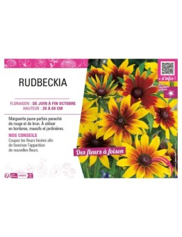 RUDBECKIA (ANNUELLE)