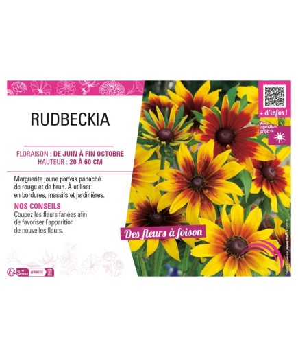 RUDBECKIA (ANNUELLE)