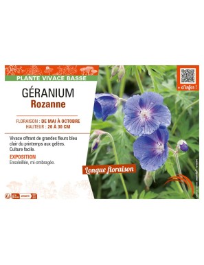 GÉRANIUM (VIVACE) ROZANNE