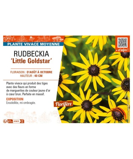 RUDBECKIA (fulgida) Little Goldstar