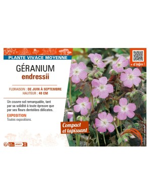 GÉRANIUM ENDRESSII