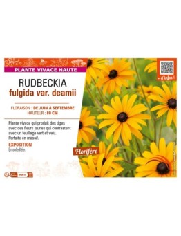 RUDBECKIA fulgida var. deamii