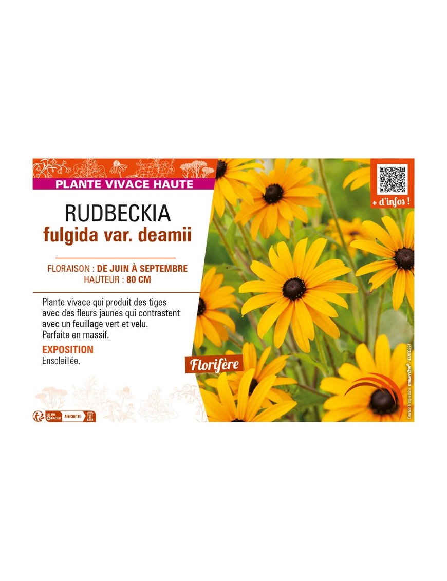 RUDBECKIA fulgida var. deamii