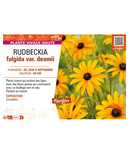 RUDBECKIA fulgida var. deamii