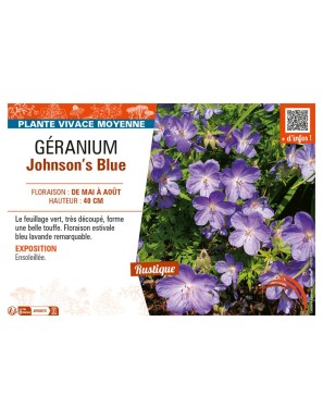 GÉRANIUM JOHNSON'S BLUE