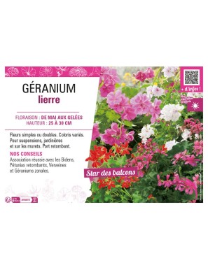 GÉRANIUM LIERRE (double ou simple)