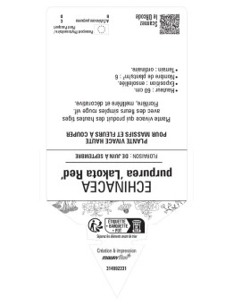 ECHINACEA purpurea Lakota Red voir Rudbeckia