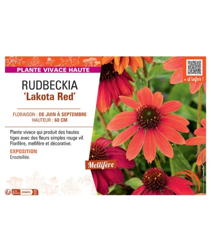 RUDBECKIA ‘Lakota Red’