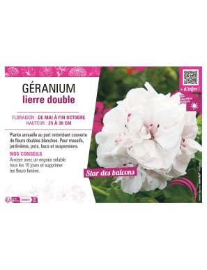 GÉRANIUM LIERRE DOUBLE (blanc)