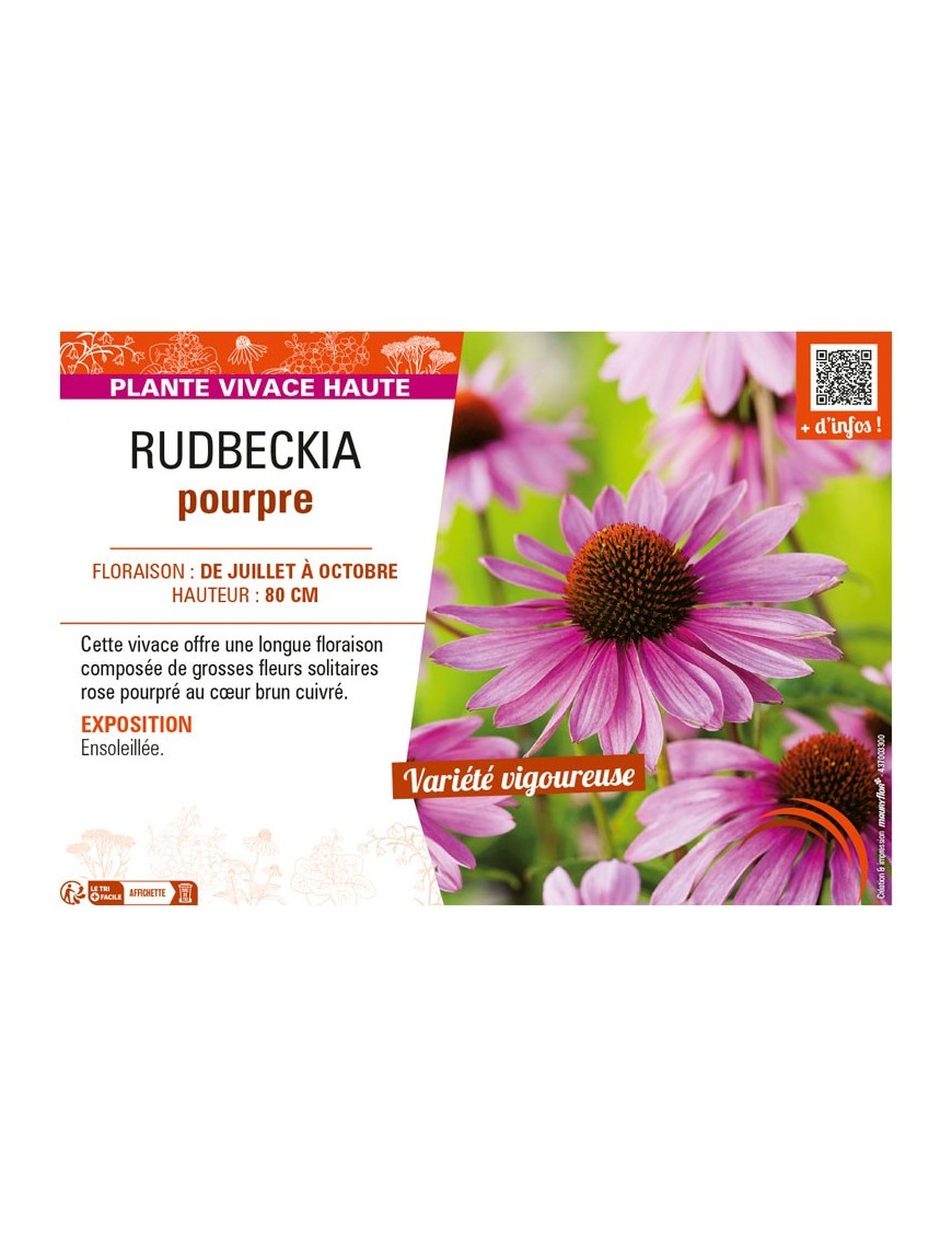 RUDBECKIA POURPRE