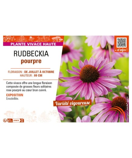 RUDBECKIA POURPRE