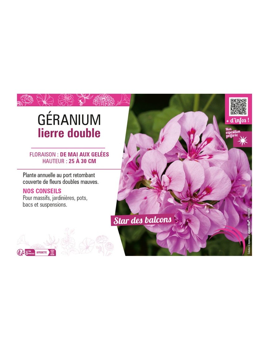 GÉRANIUM LIERRE DOUBLE (mauve)