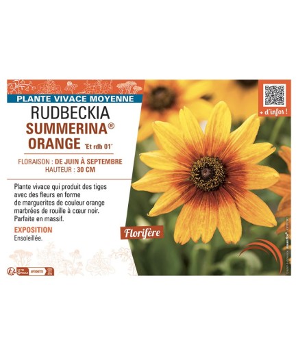 RUDBECKIA SUMMERINA® ORANGE