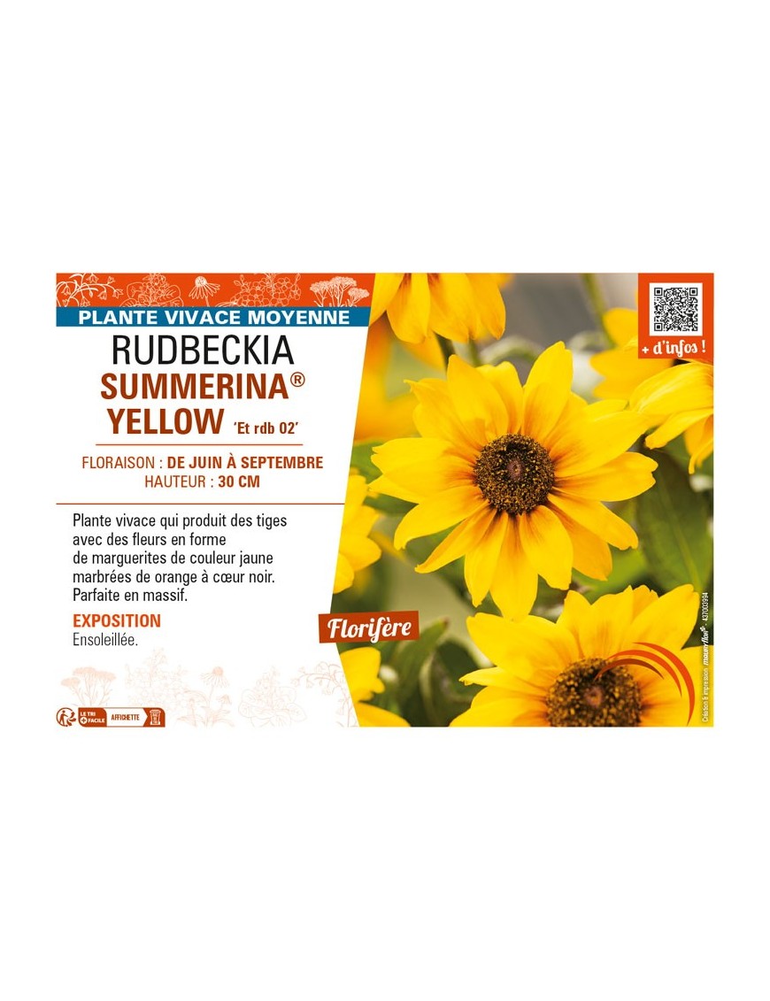 RUDBECKIA SUMMERINA® YELLOW