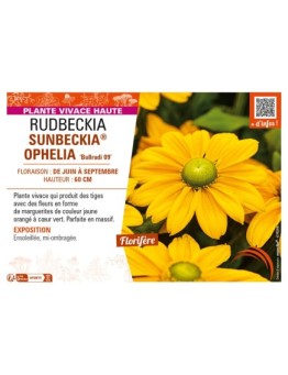RUDBECKIA SUNBECKIA® OPHELIA
