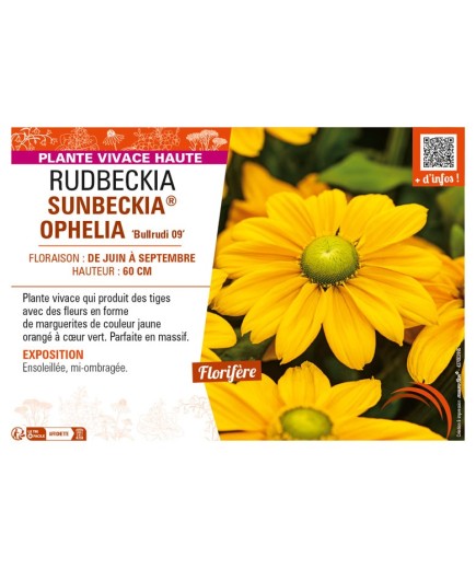 RUDBECKIA SUNBECKIA® OPHELIA