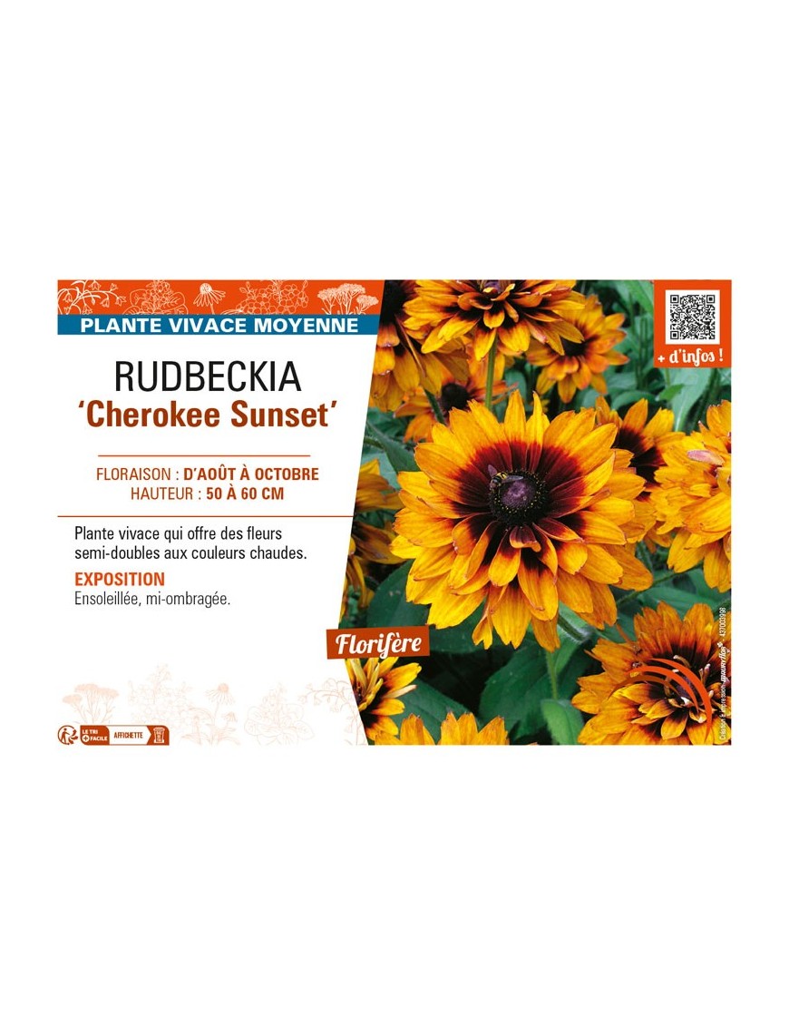 RUDBECKIA (x hirta) Cherokee Sunset