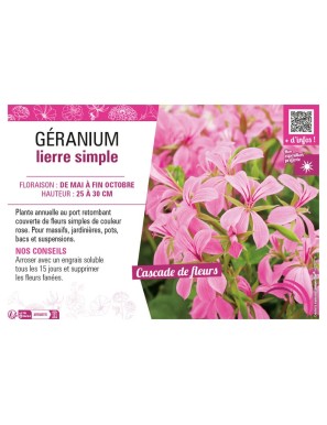 GÉRANIUM LIERRE SIMPLE (rose)