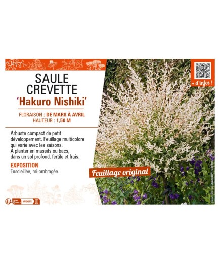 SALIX INTEGRA HAKURO NISHIKI voir SAULE CREVETTE