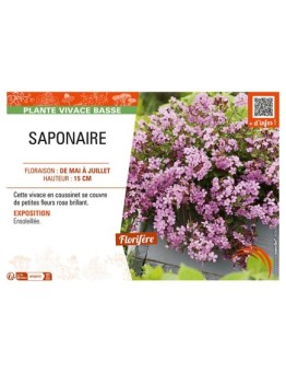 SAPONAIRE (rose)