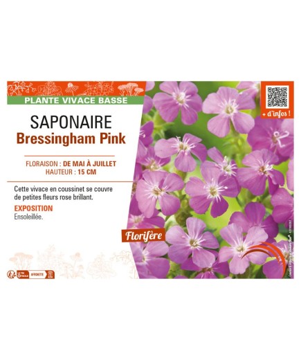 SAPONAIRE BRESSINGHAM PINK