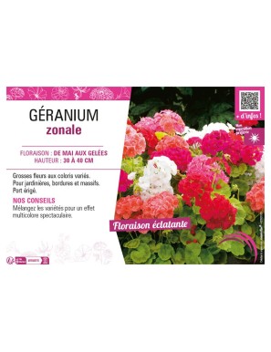 GÉRANIUM ZONALE