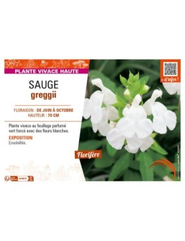 SAUGE greggii (blanche)