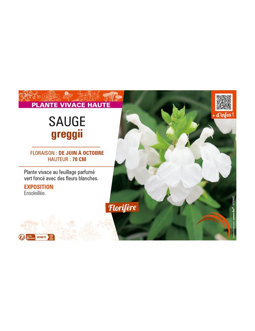 SAUGE greggii (blanche)