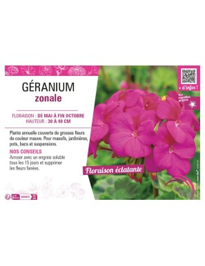 GÉRANIUM ZONALE (mauve)
