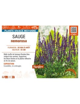 SAUGE nemorosa (bleu violacé)