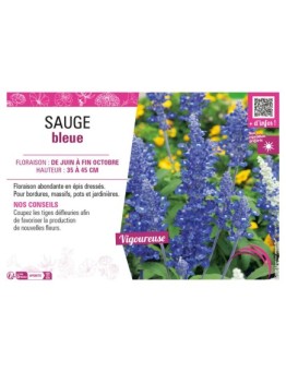 SAUGE (FARINACEA) BLEUE