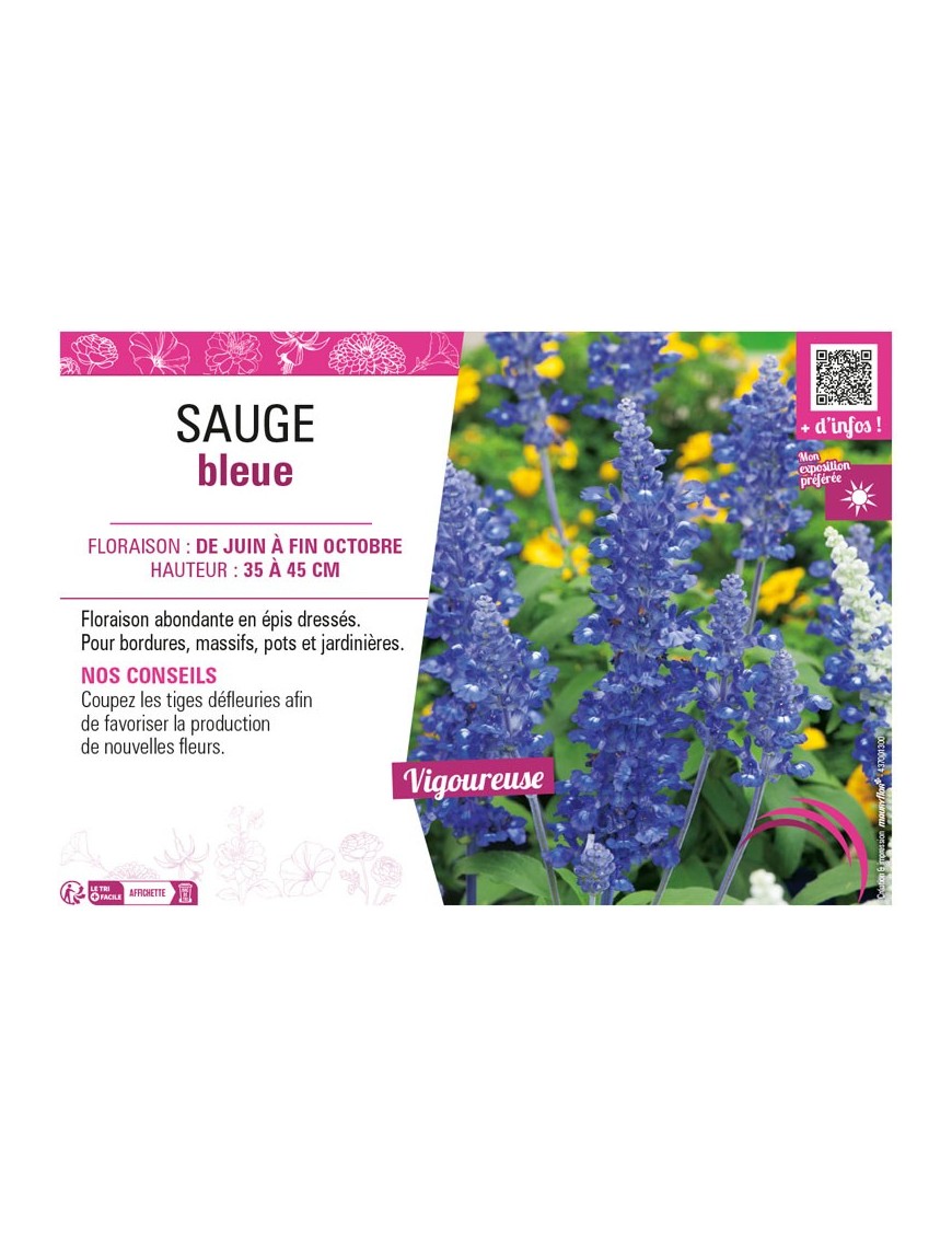 SAUGE (FARINACEA) BLEUE