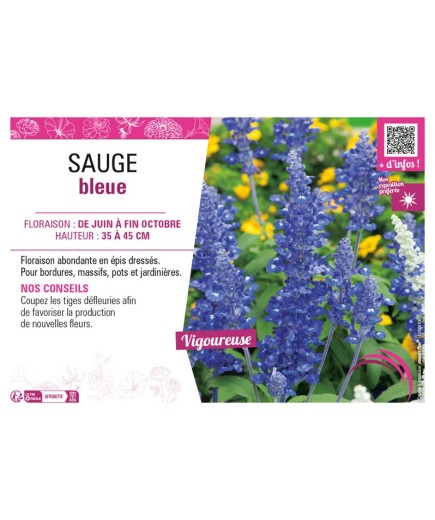 SAUGE (FARINACEA) BLEUE