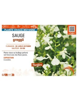 SAUGE greggii (jaune)