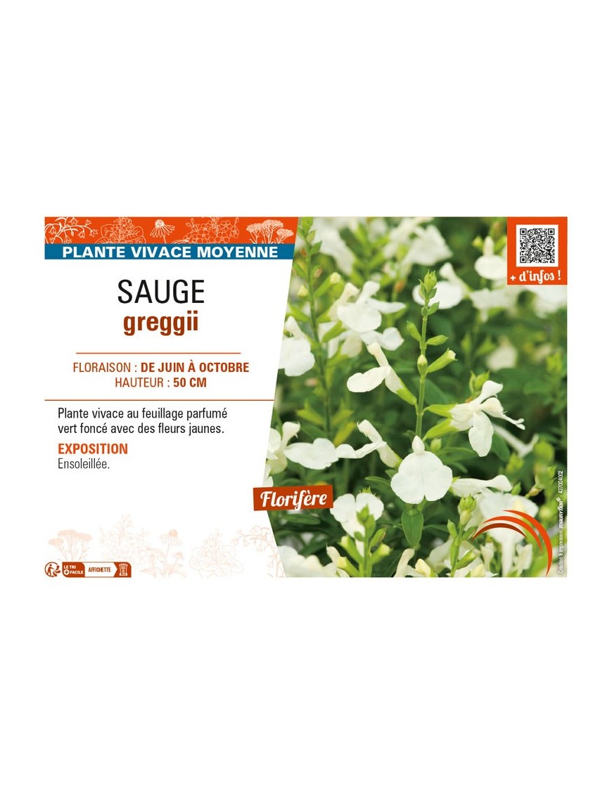 SAUGE greggii (jaune)