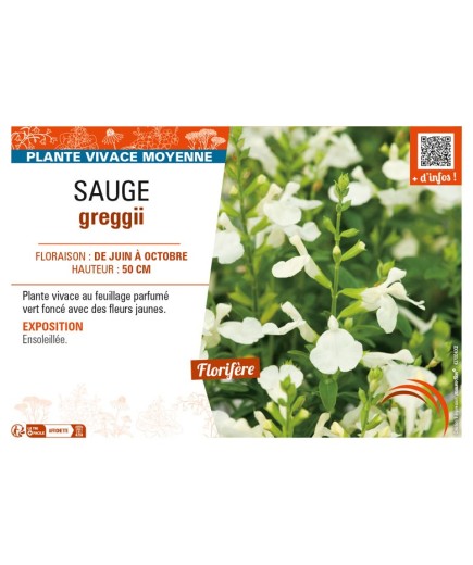 SAUGE greggii (jaune)