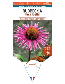 ECHINACEA purpurea Pica Bella voir Rudbeckia