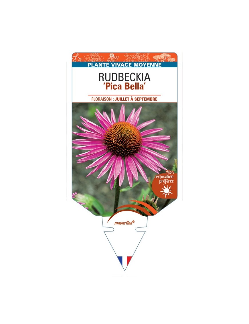 ECHINACEA purpurea Pica Bella voir Rudbeckia