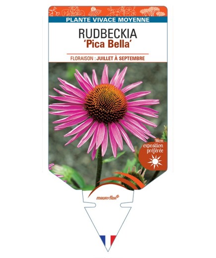 ECHINACEA purpurea Pica Bella voir Rudbeckia