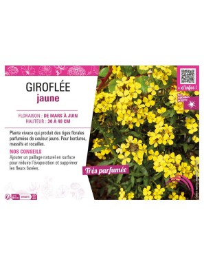 GIROFLÉE (ALLIONII) JAUNE