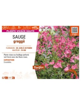 SAUGE greggii (rose)