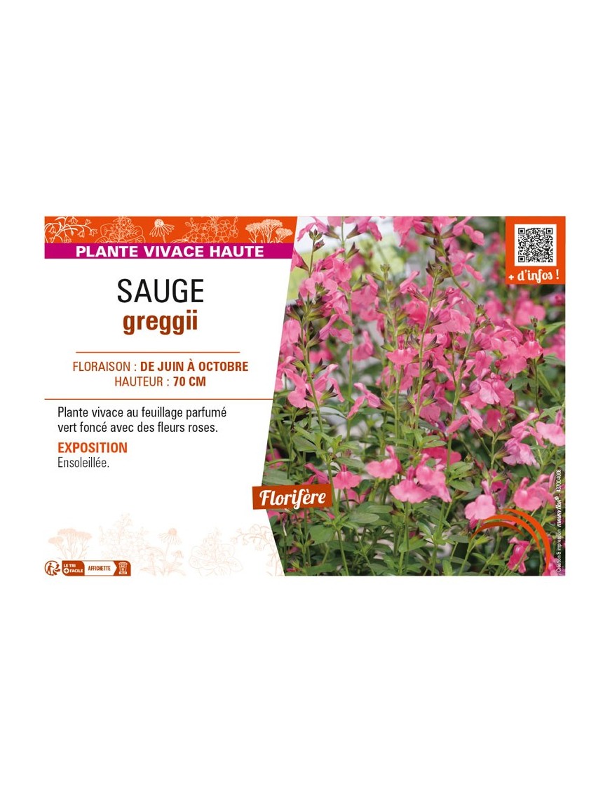 SAUGE greggii (rose)