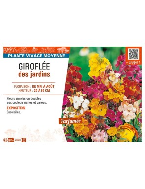 GIROFLÉE DES JARDINS