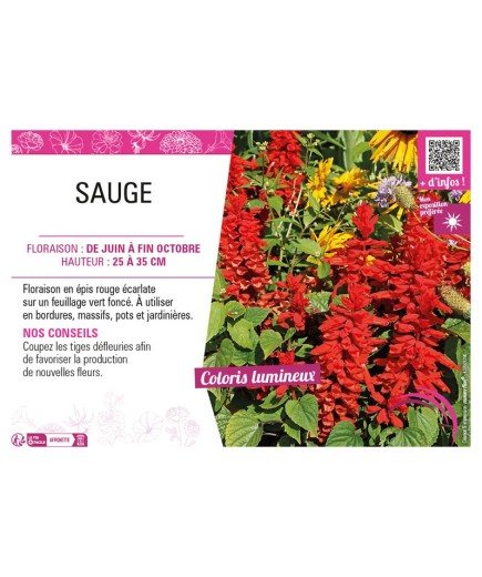 SAUGE (SPLENDENS ROUGE)
