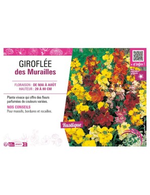 GIROFLÉE DES MURAILLES (variée)