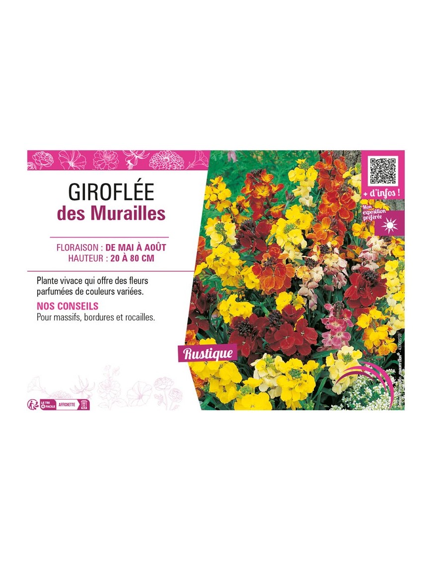 GIROFLÉE DES MURAILLES (variée)