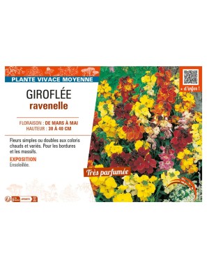 GIROFLÉE RAVENELLE